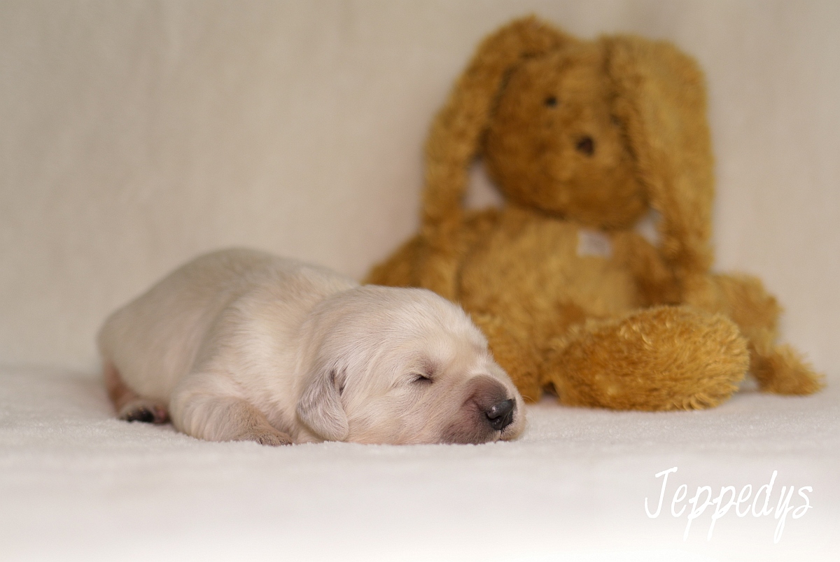 Golden Retriever Welpe mit Teddy
