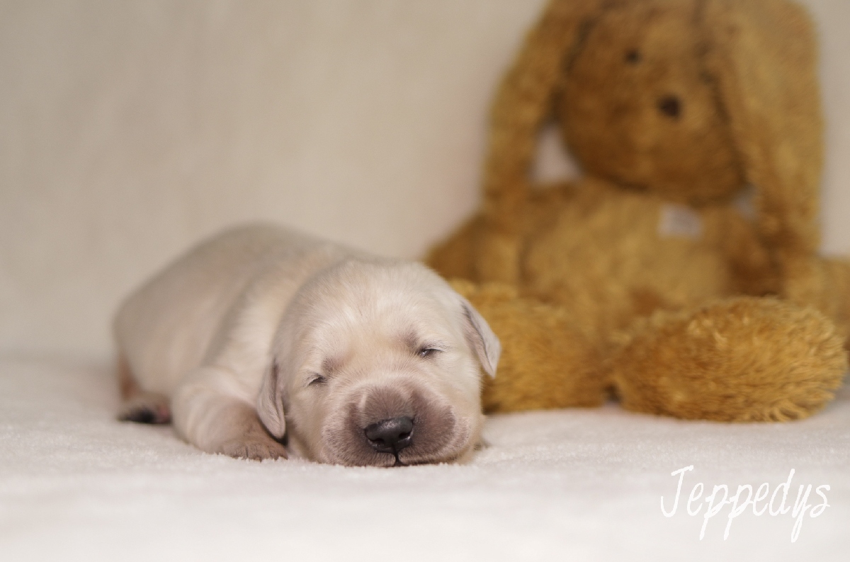 Golden Retriever Welpe Portrait