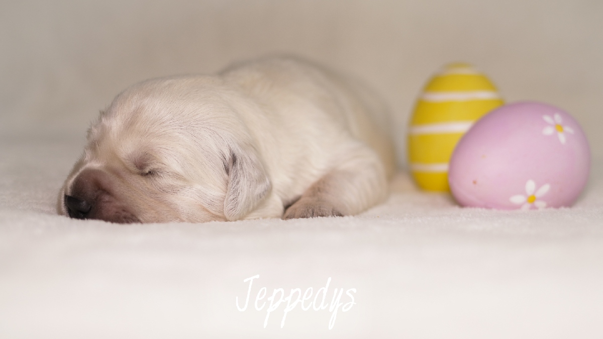 Golden Retriever Welpe Ostern