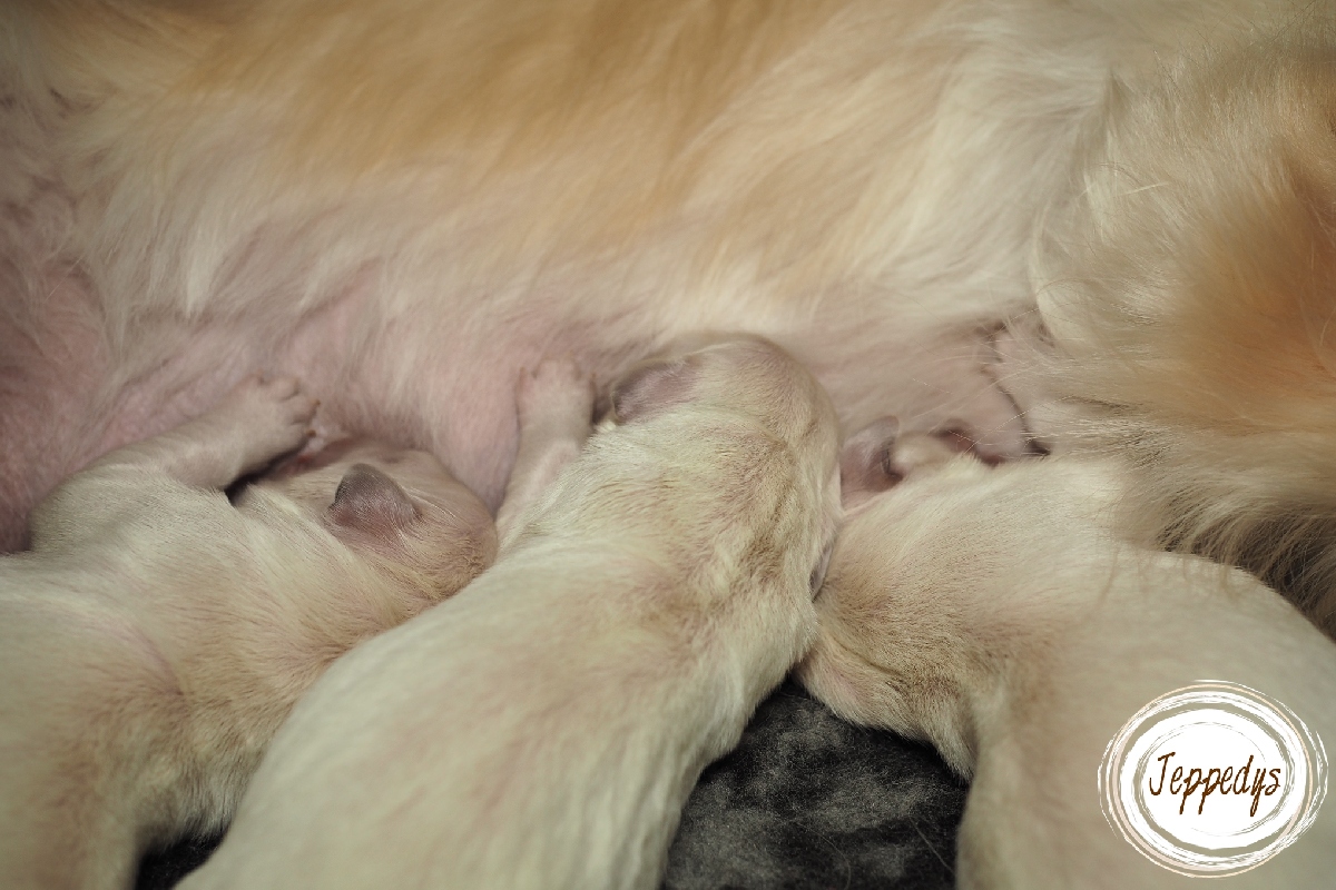 Retriever Welpen werden gesäugt