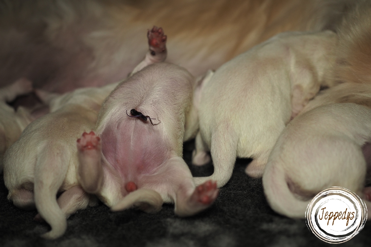 Retriever Welpe Tag eins