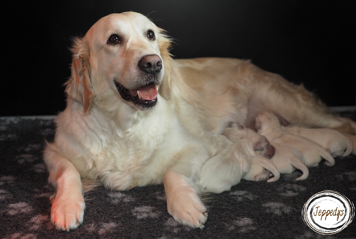 Golden Retriever E-Wurf