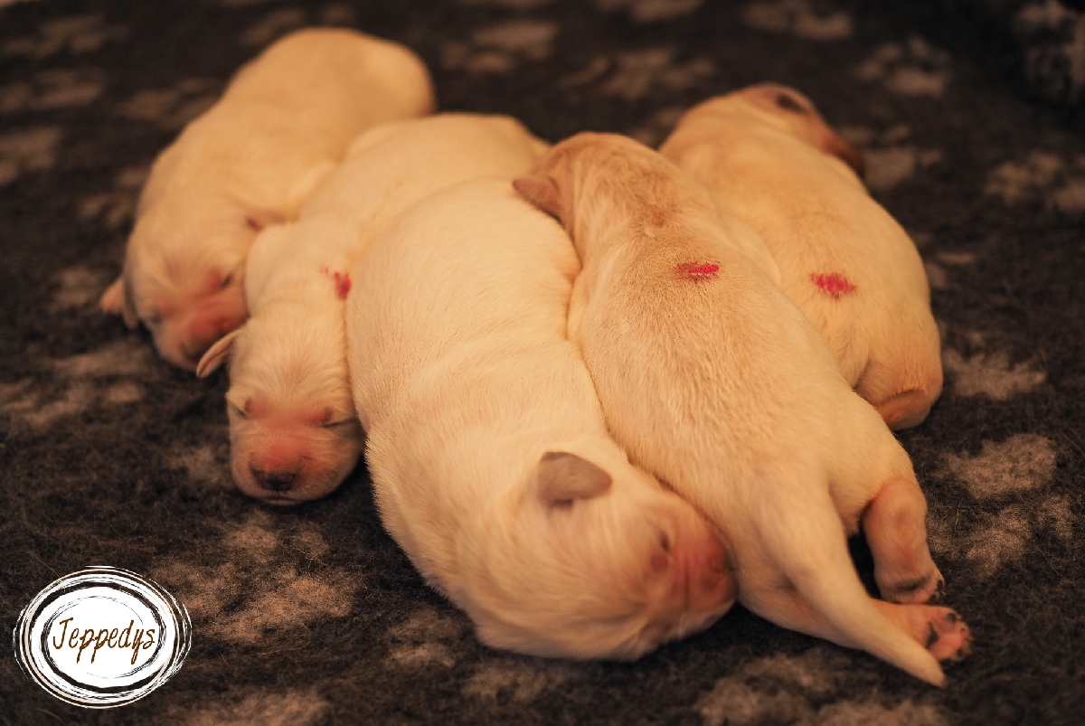 Wurfgeschwister Golden Retriever