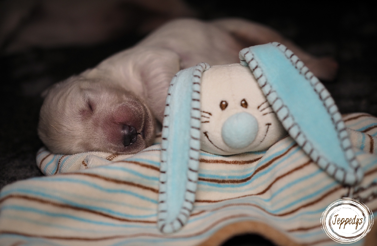 Hundewelpe mit Kuscheltier