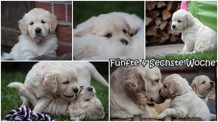 Welpenprägung Golden Retriever Wurf