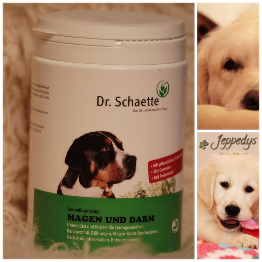 Produkte für Hunde im Test Darmgesundheit Jeppedys Golden Retriever