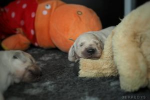 Welpe kuschelt mit Stofftier