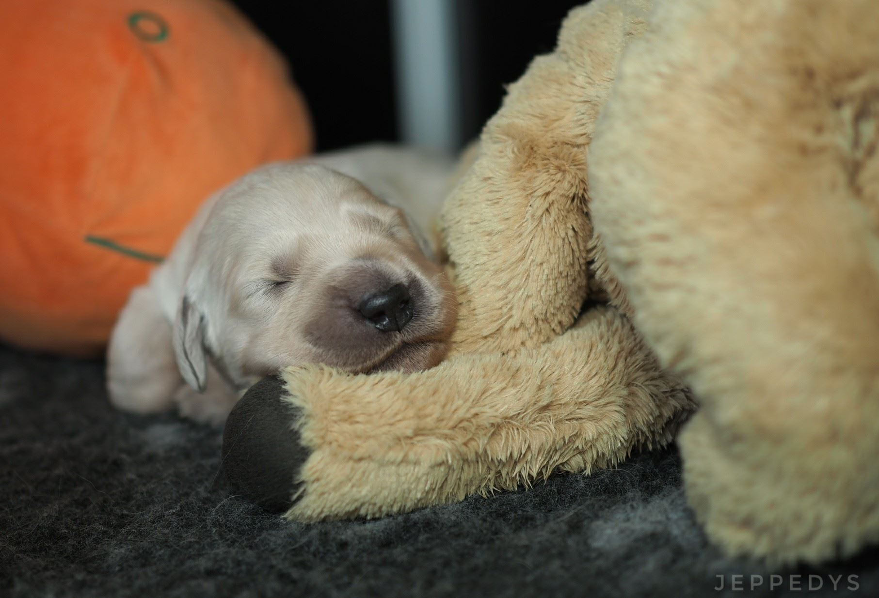 Zwei Wochen alter Golden Retriever Welpe schläft