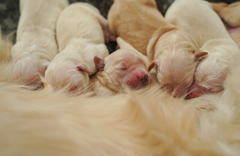 13_Golden Retriever J-Wurf