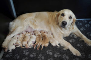 11_Golden Retriever J-Wurf
