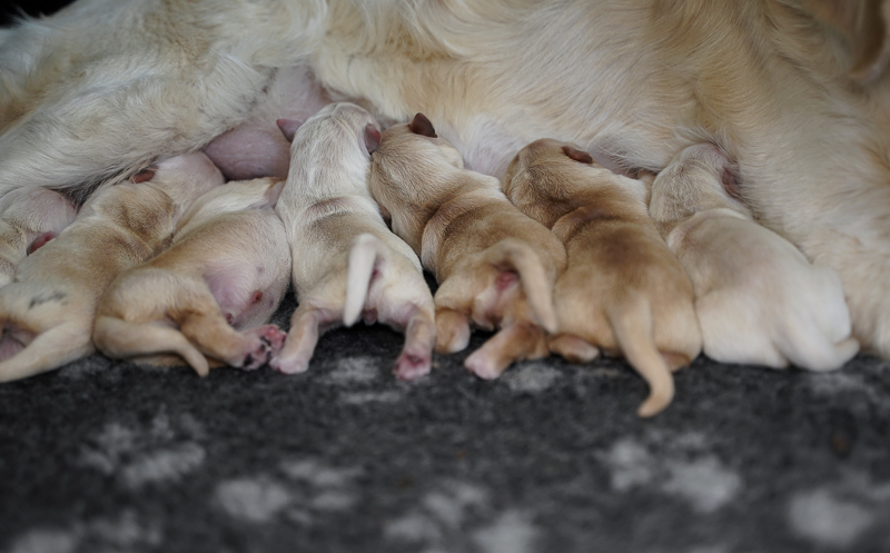 10_Golden Retriever J-Wurf