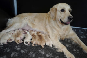 09_Golden Retriever J-Wurf