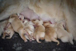 08_Golden Retriever J-Wurf