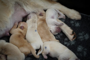 05_Golden Retriever J-Wurf
