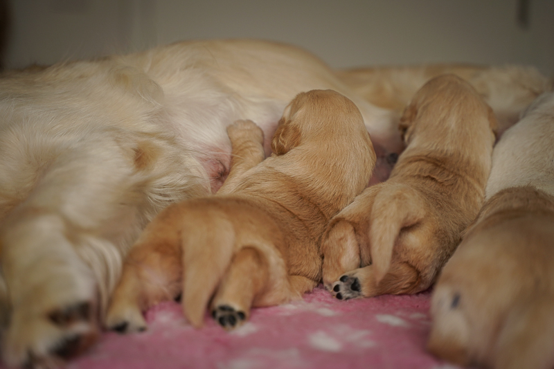 Golden Retriever Welpen darkgolden