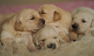 Golden Retriever Welpen des J Wurfes