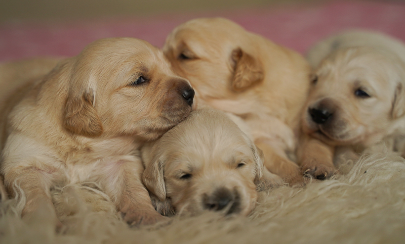 Golden Retriever Welpen des J Wurfes