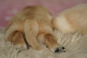 Bauchlage Golden Retriever Welpe