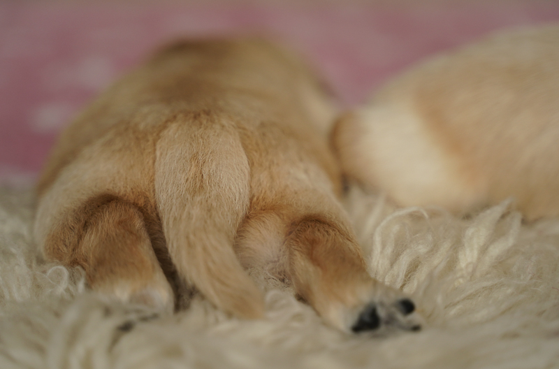 Bauchlage Golden Retriever Welpe