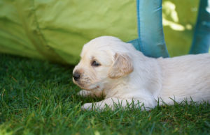 Golden Retriever Welpe im Garten