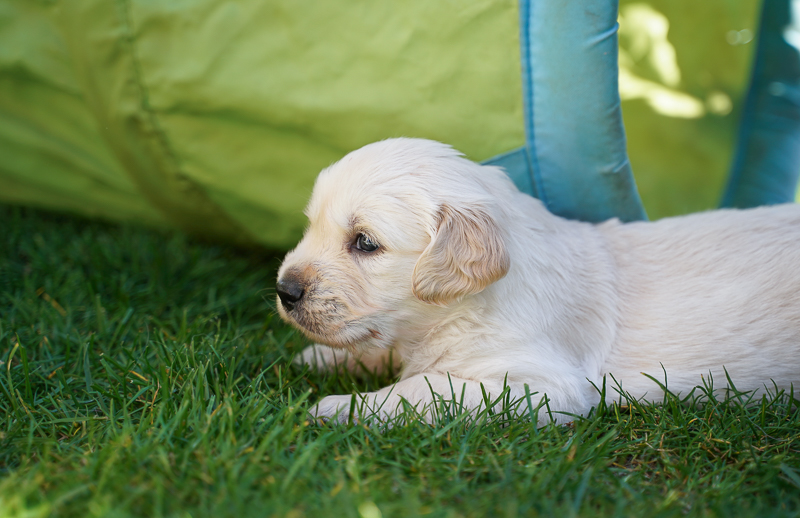 Golden Retriever Welpe im Garten