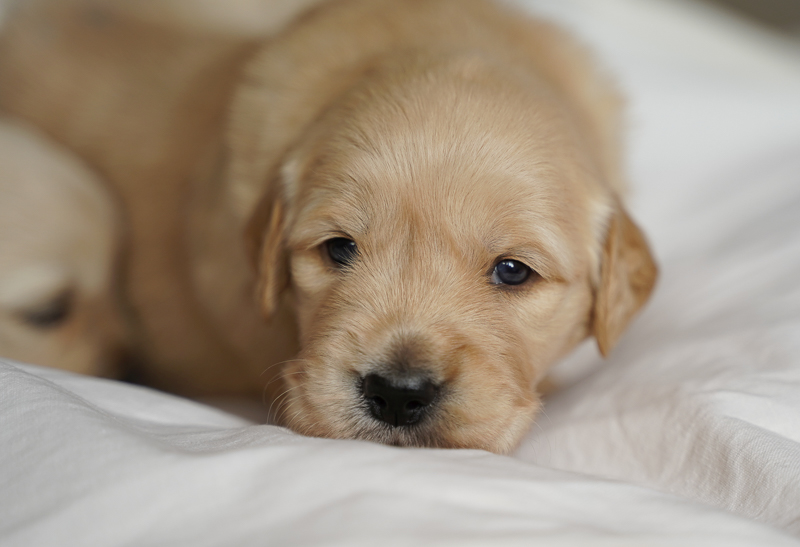 typisch goldenes Fell Golden Retriever