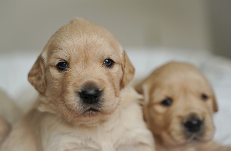 Golden Retriever drei Wochen alt