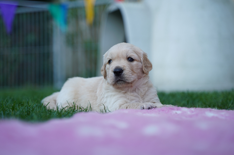 Golden Retriever Welpe liegend