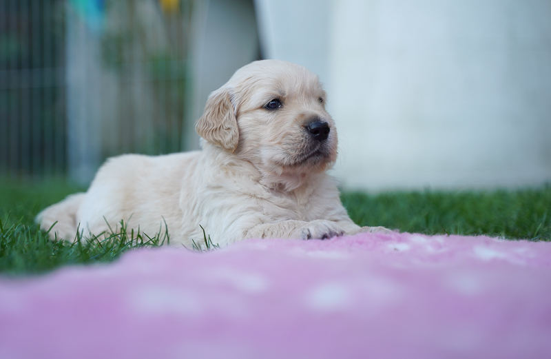 Golden Retriever Welpe aufmerksam