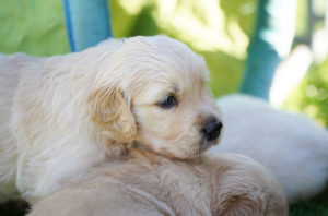 Golden Retriever Welpen fünfte Woche