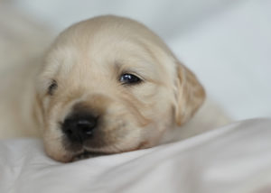 Golden Retriever Hündin