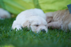 Golden Retriever Woche fünf