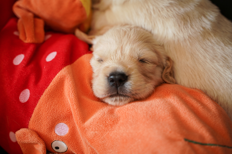 zwei Wochen alter Golden Retriever träumt