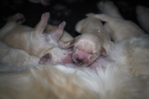 02_Golden Retriever J-Wurf