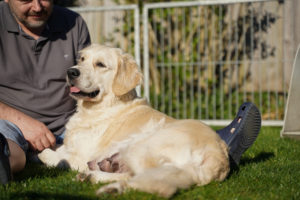 Golden Retriever Mutterhündin