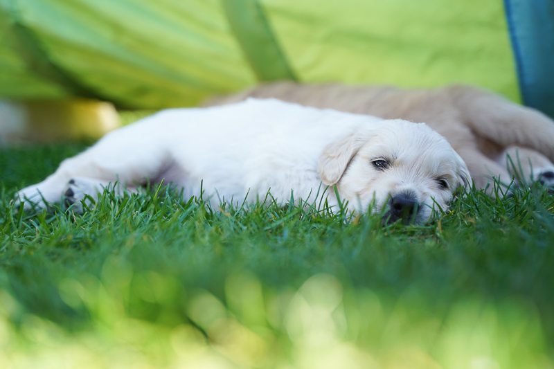 Golden Retriever Welpe träumt