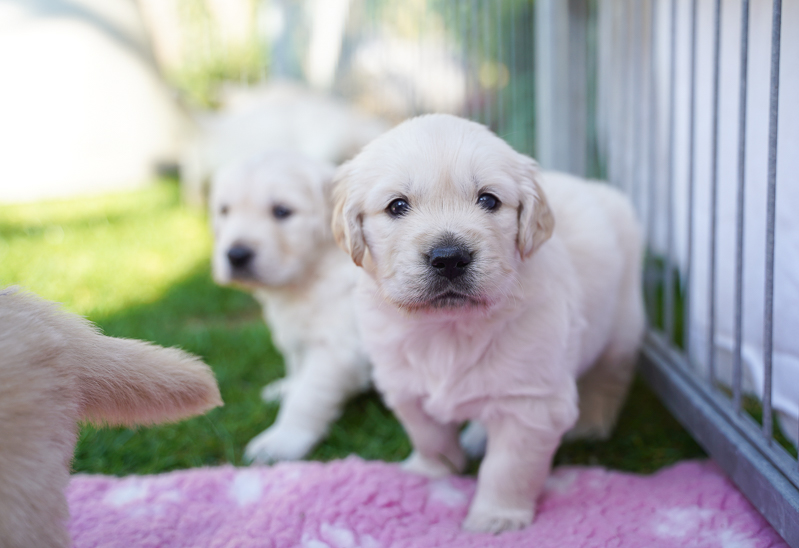 Hundewelpe stehend