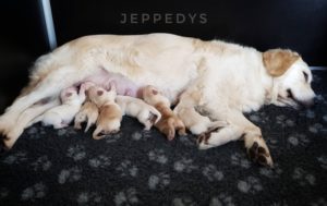 16_Golden Retriever J-Wurf