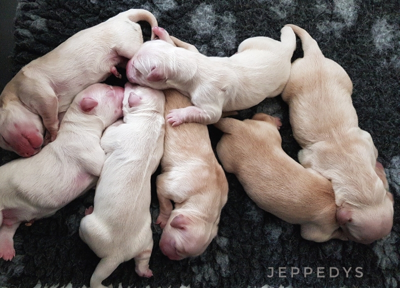 14_Golden Retriever J-Wurf
