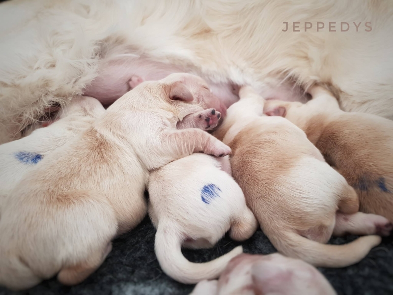 15_Golden Retriever J-Wurf