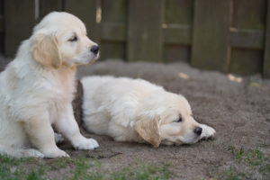 Naturspielplatz für Welpen