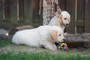 Golden Retriever Welpen Spielplatz