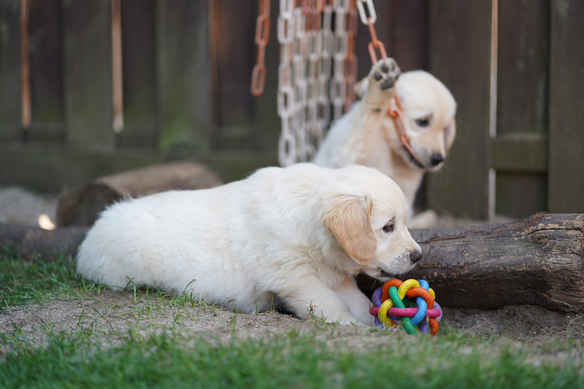 Golden Retriever Welpen Spielplatz