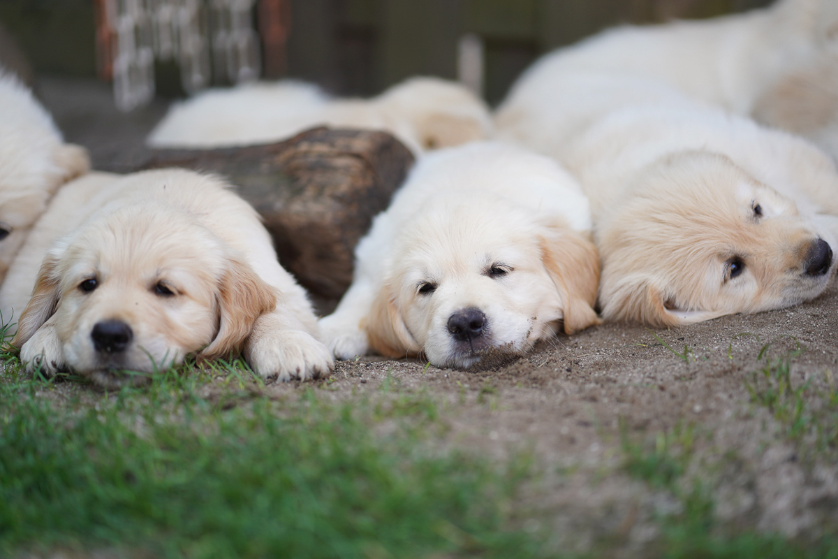 Retriever Welpen im Sand