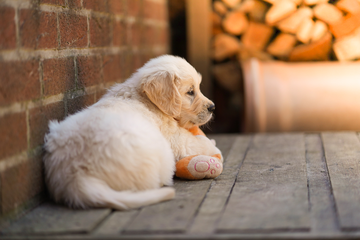 Golden Retriever Welpe entspannt