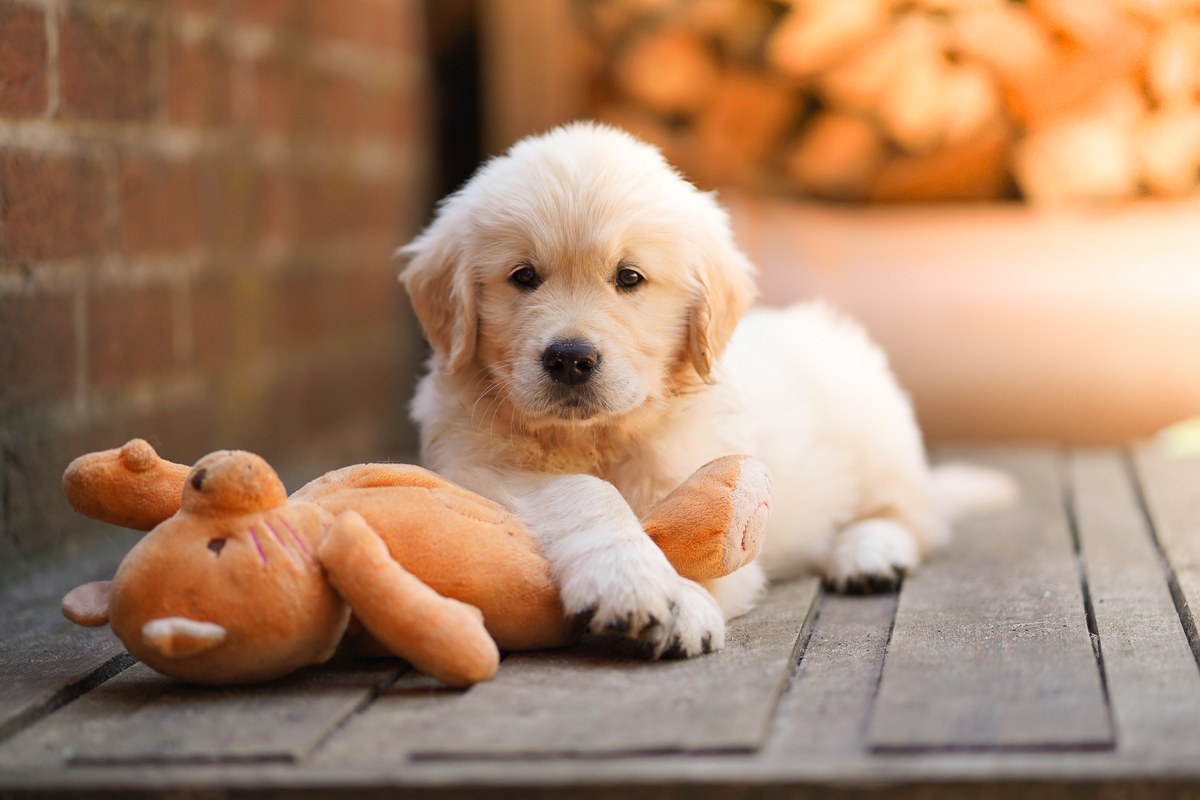 Golden Retriever Rüde neunte Woche