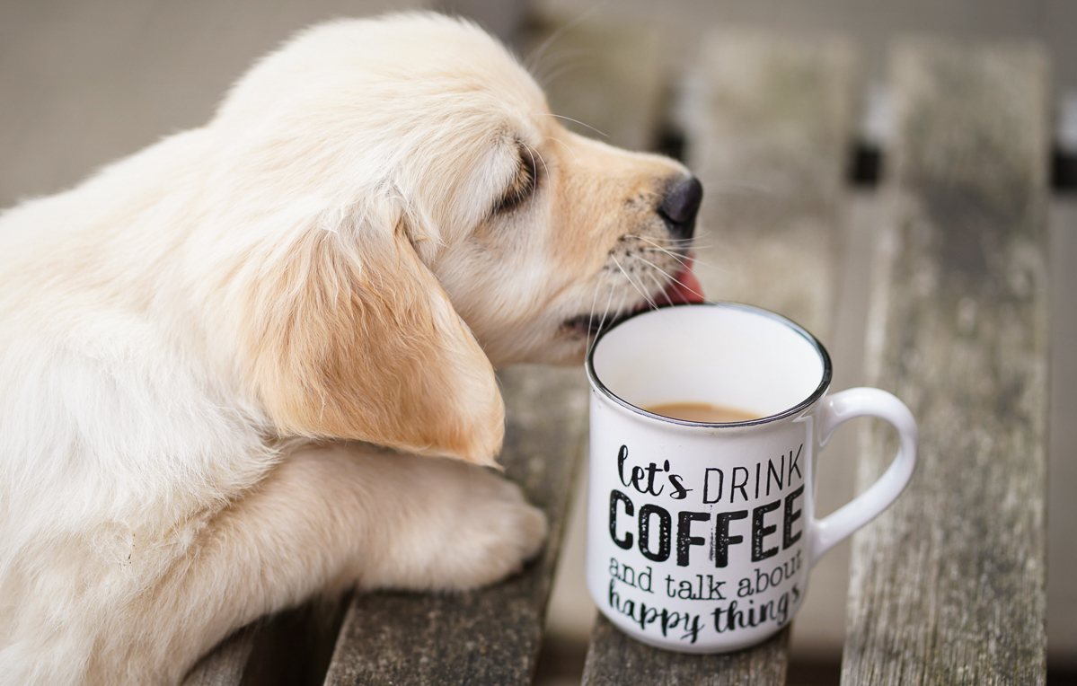 Welpe let´s drink coffee