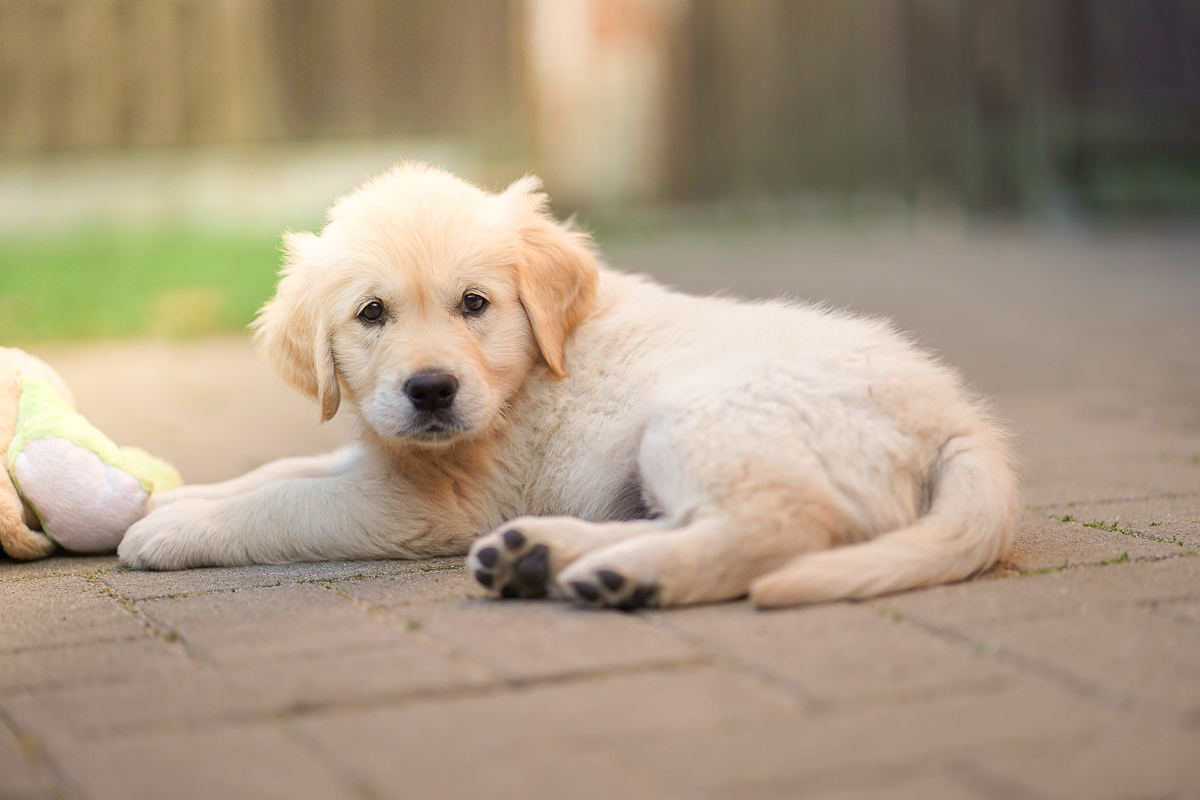 Golden Retriever Welpe letzte Woche
